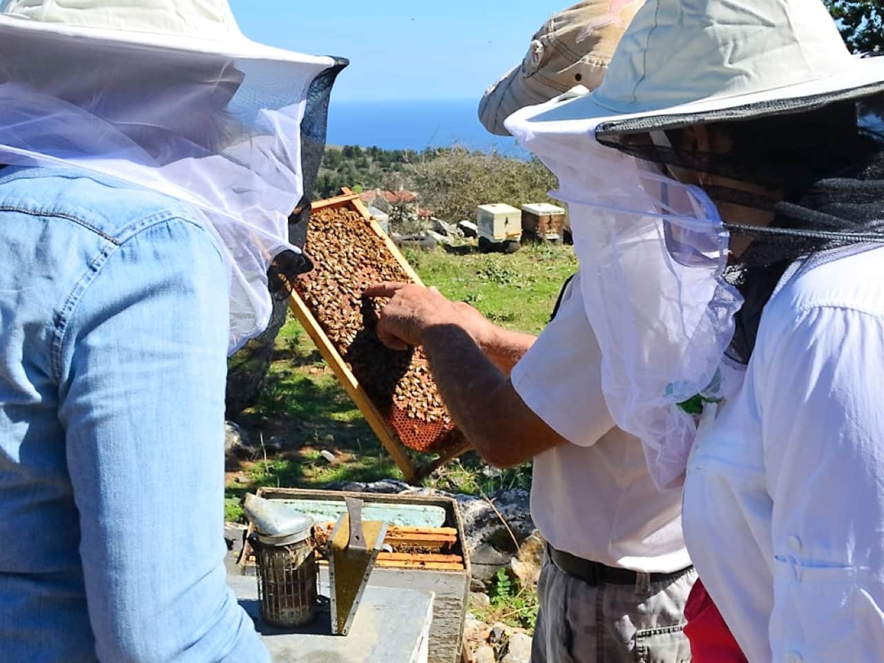 Are You Intrigued By The Mystic World Of Honeybees?